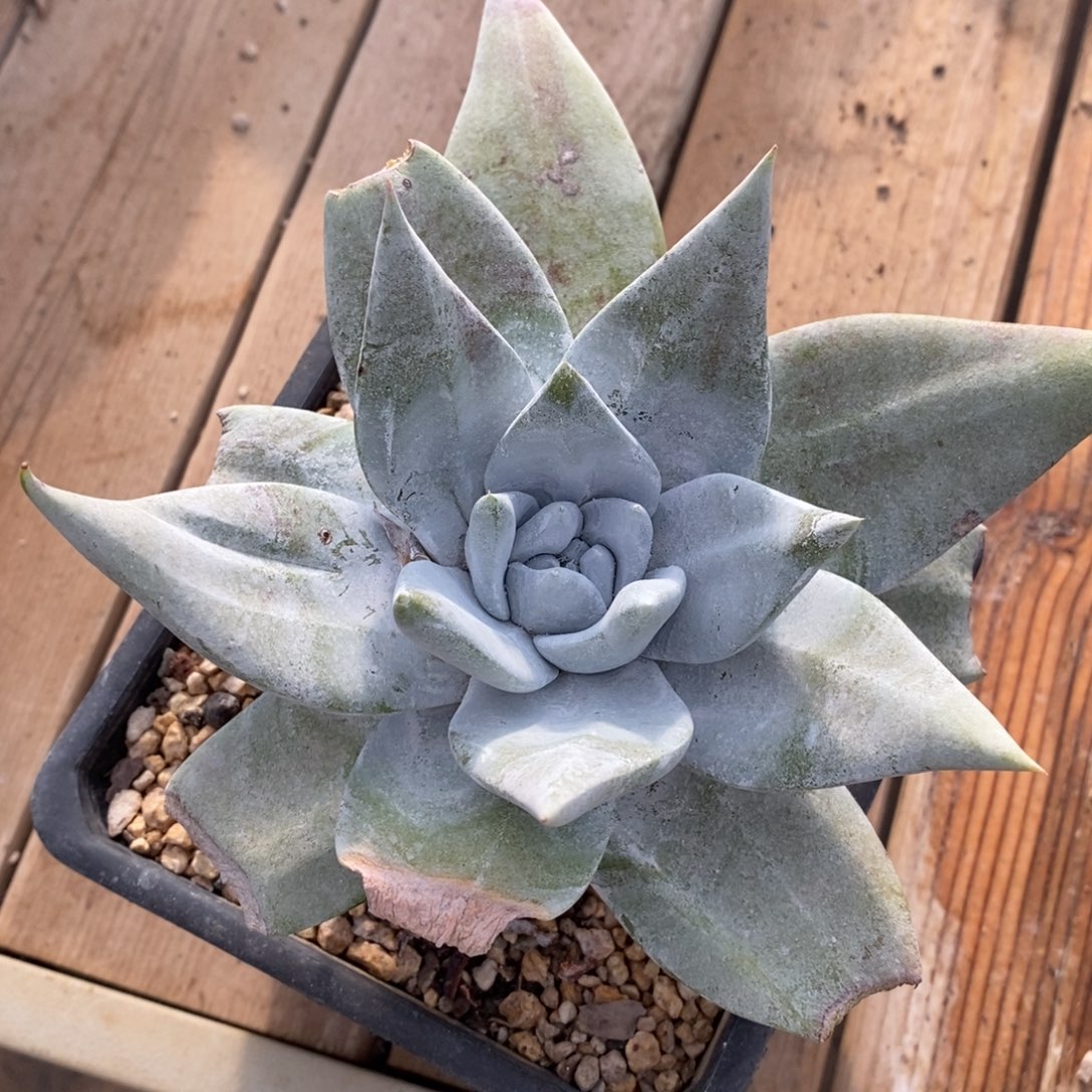 布瑞东尼拇指杂发货，程程