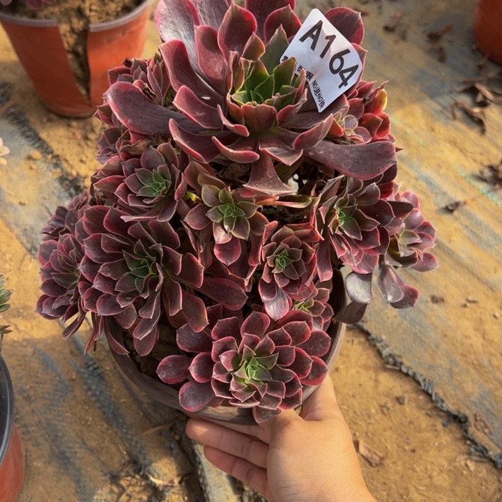 金丝却多肉植物164.