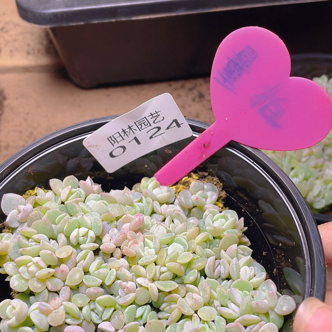 量拍多肉植物多肉植物124