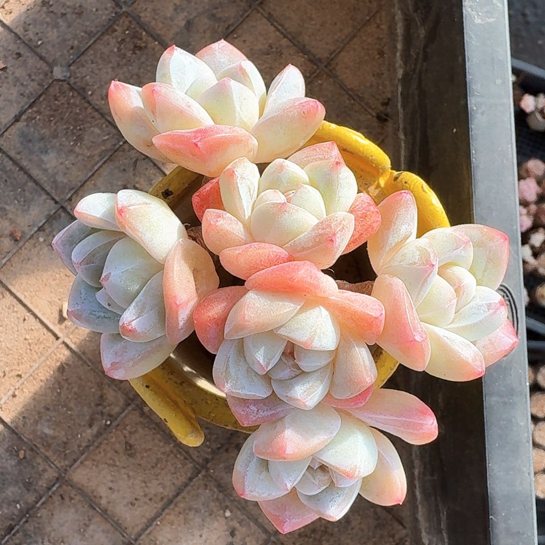 J****4多肉冰玉6头群生大象腿