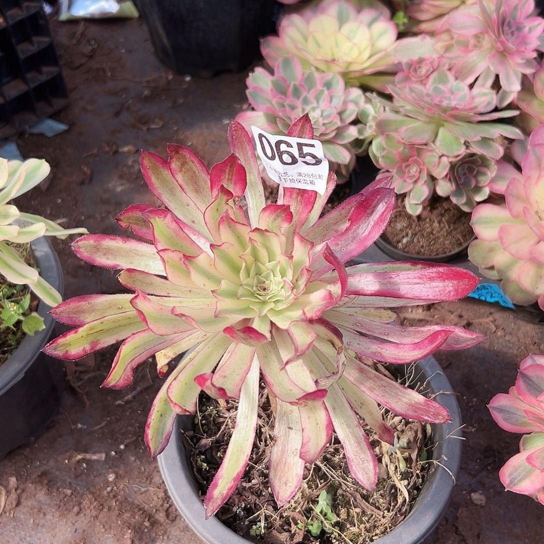 仙墨065多肉植物多肉植物