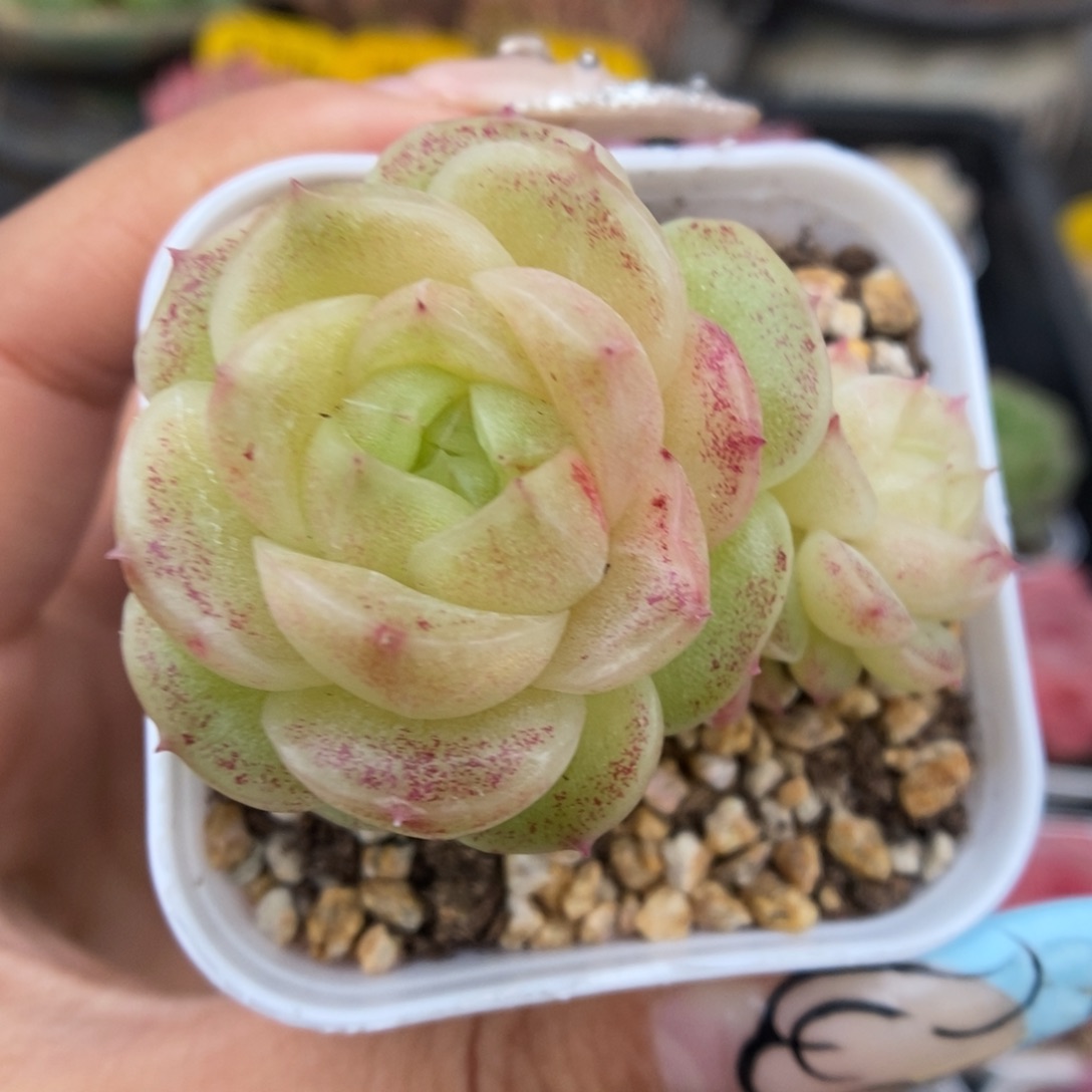 蜜蜡麦秆542号。       