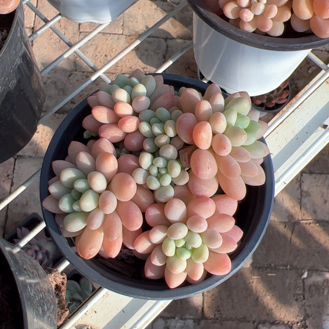 (****鱼子酱 优惠3元