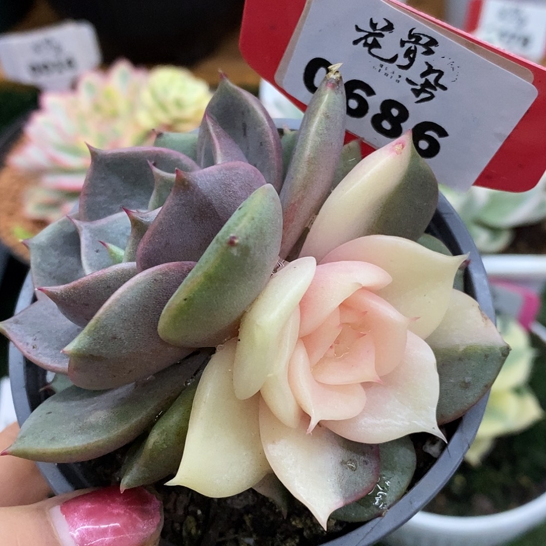 686贝加尔湖阴阳锦哈哈哈哈