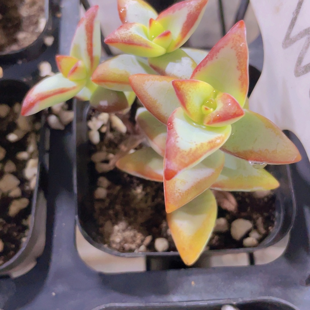 自由女神w001一物一拍