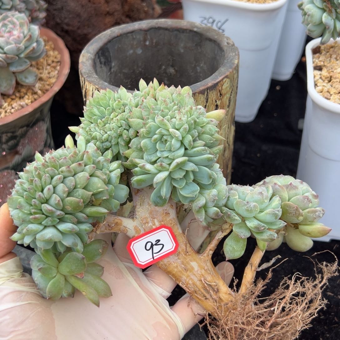 新年快乐 新年快乐 新年快乐