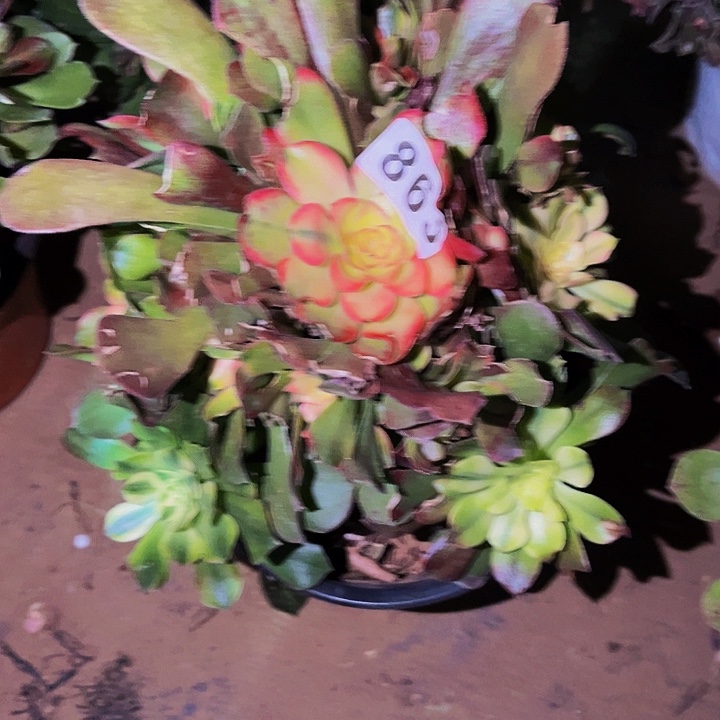 865香妃多肉植物处理不售后