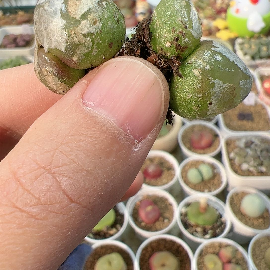 【闪购商品】148 双头灯泡