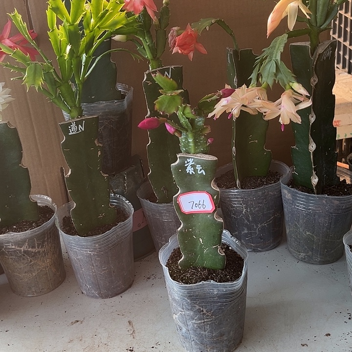 静****当前无花栽培后可以开花紫云