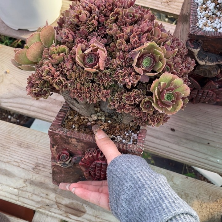 多肉植物提取精华萃取提取萃取精油的方法可改善