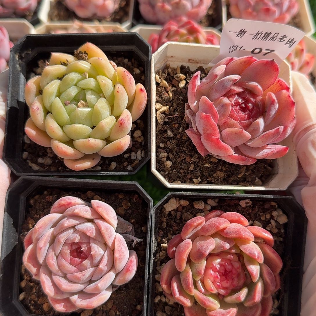 1231-07多肉一物一拍