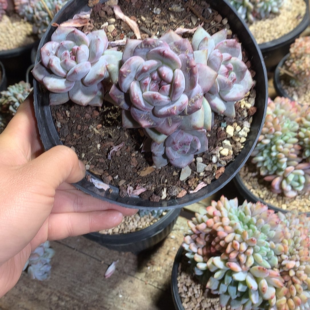 哈哈哈哈哈哈哈星影1