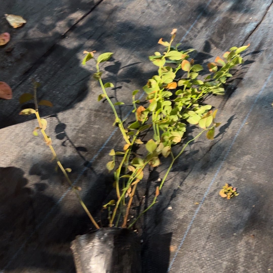 盲盒 福利苗。一颗