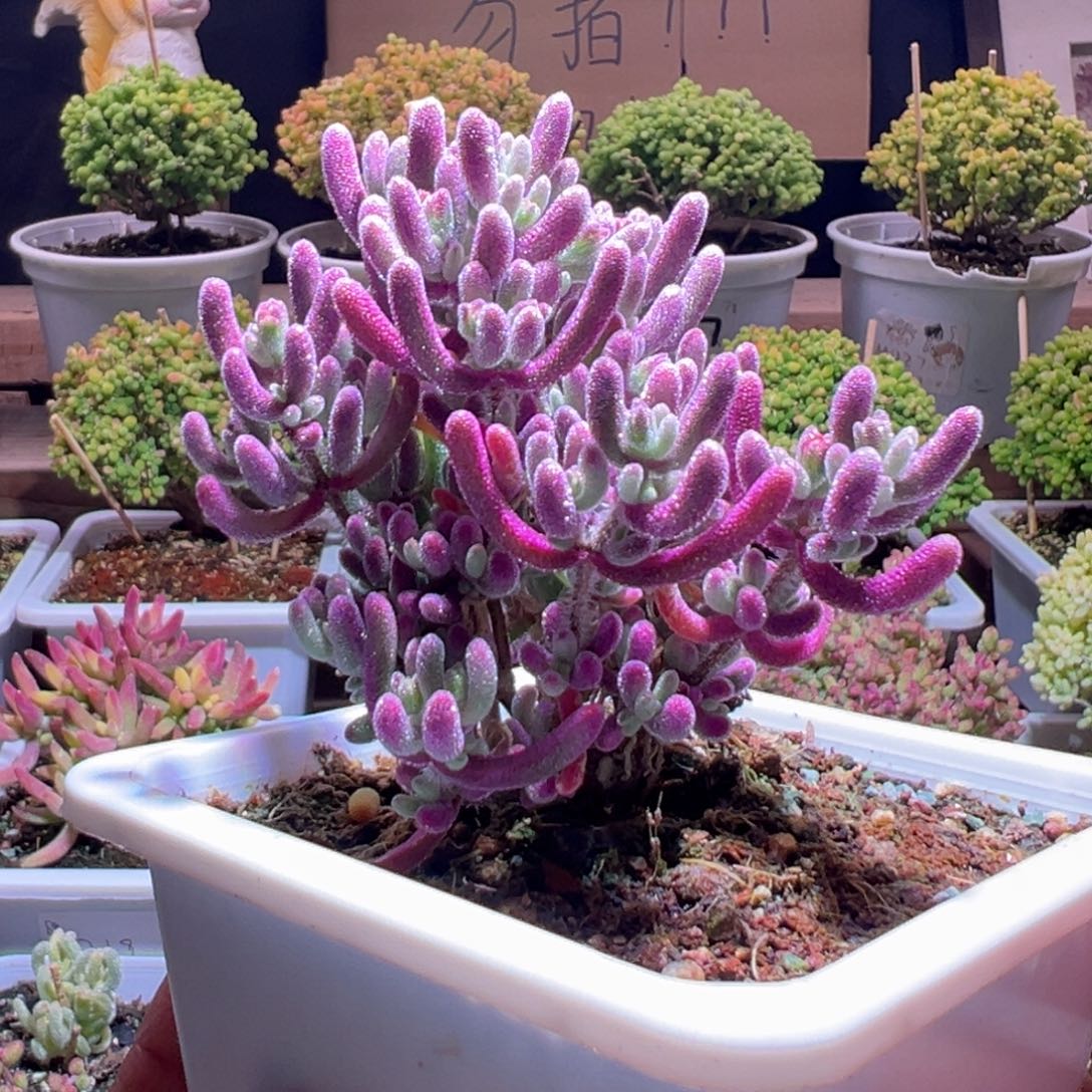 365紫闪光一物一拍包开箱