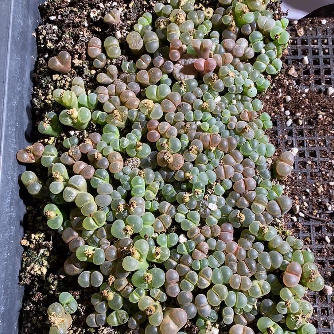 11373。     一组编号风铃。   