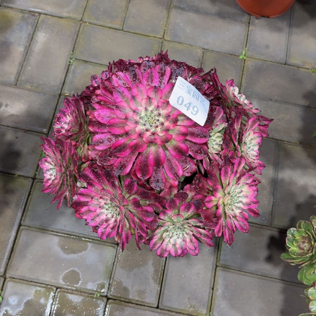 触****乐多肉植物049辉煌