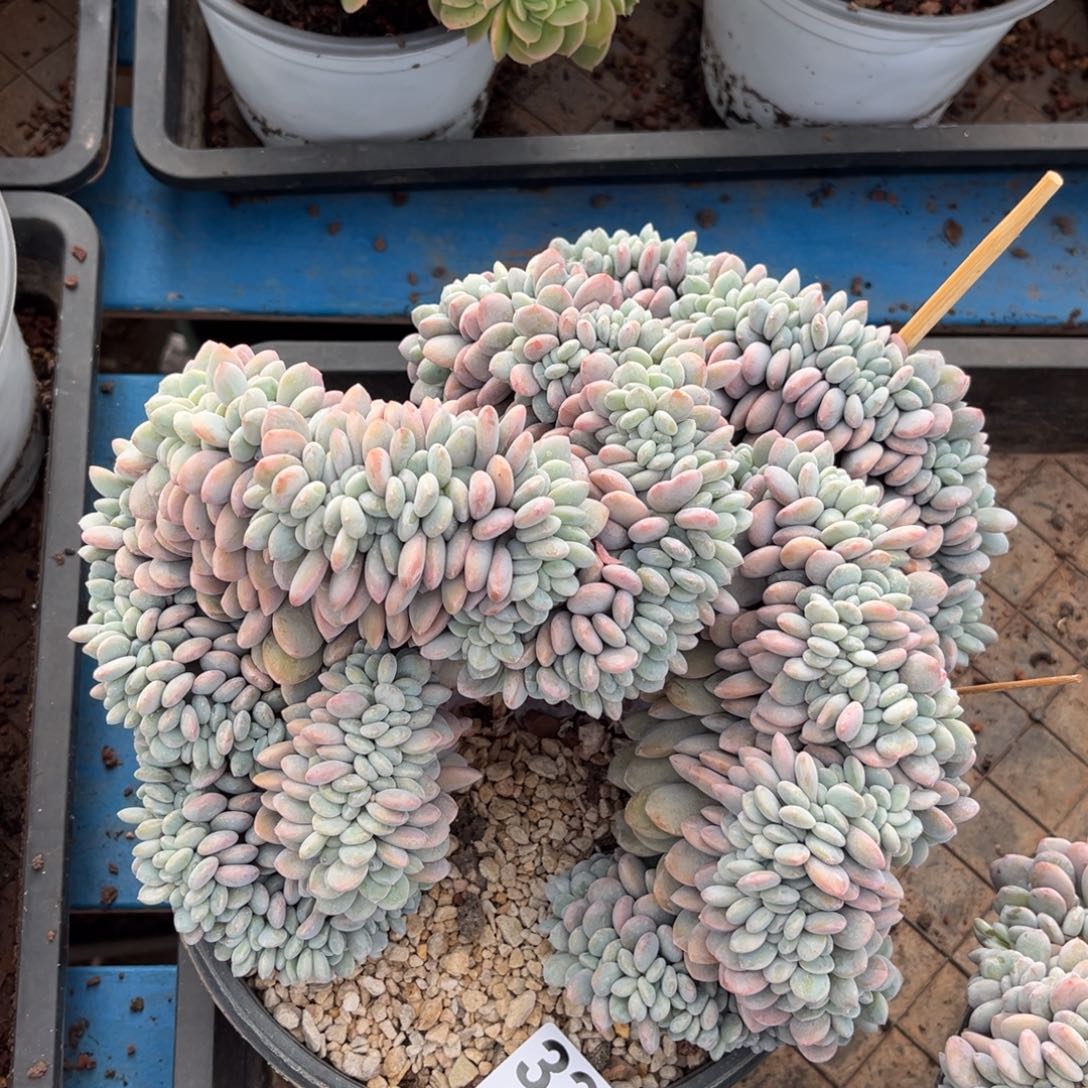 336号新疆西藏内蒙古不包邮