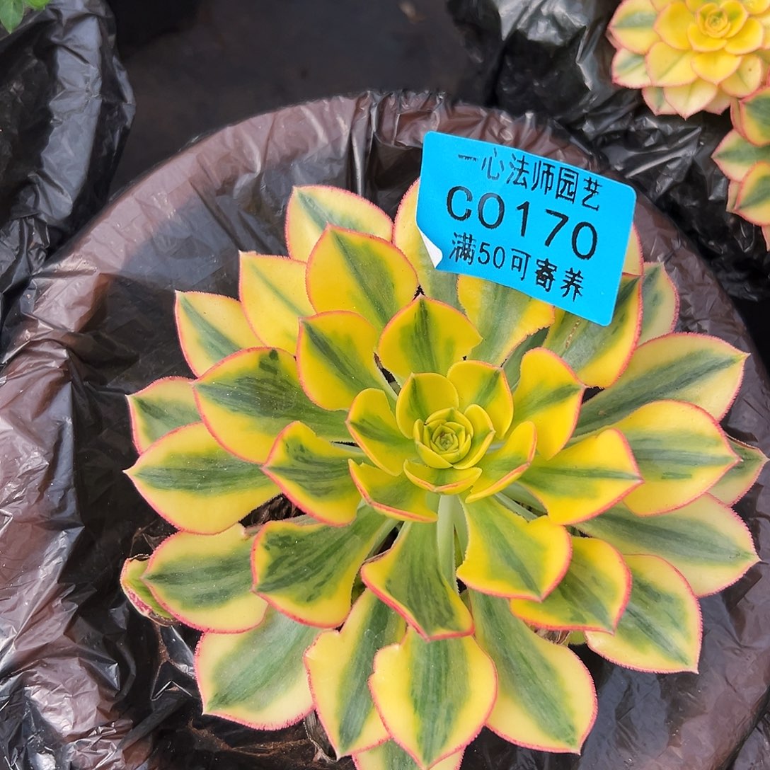 多肉植物0170太阳神