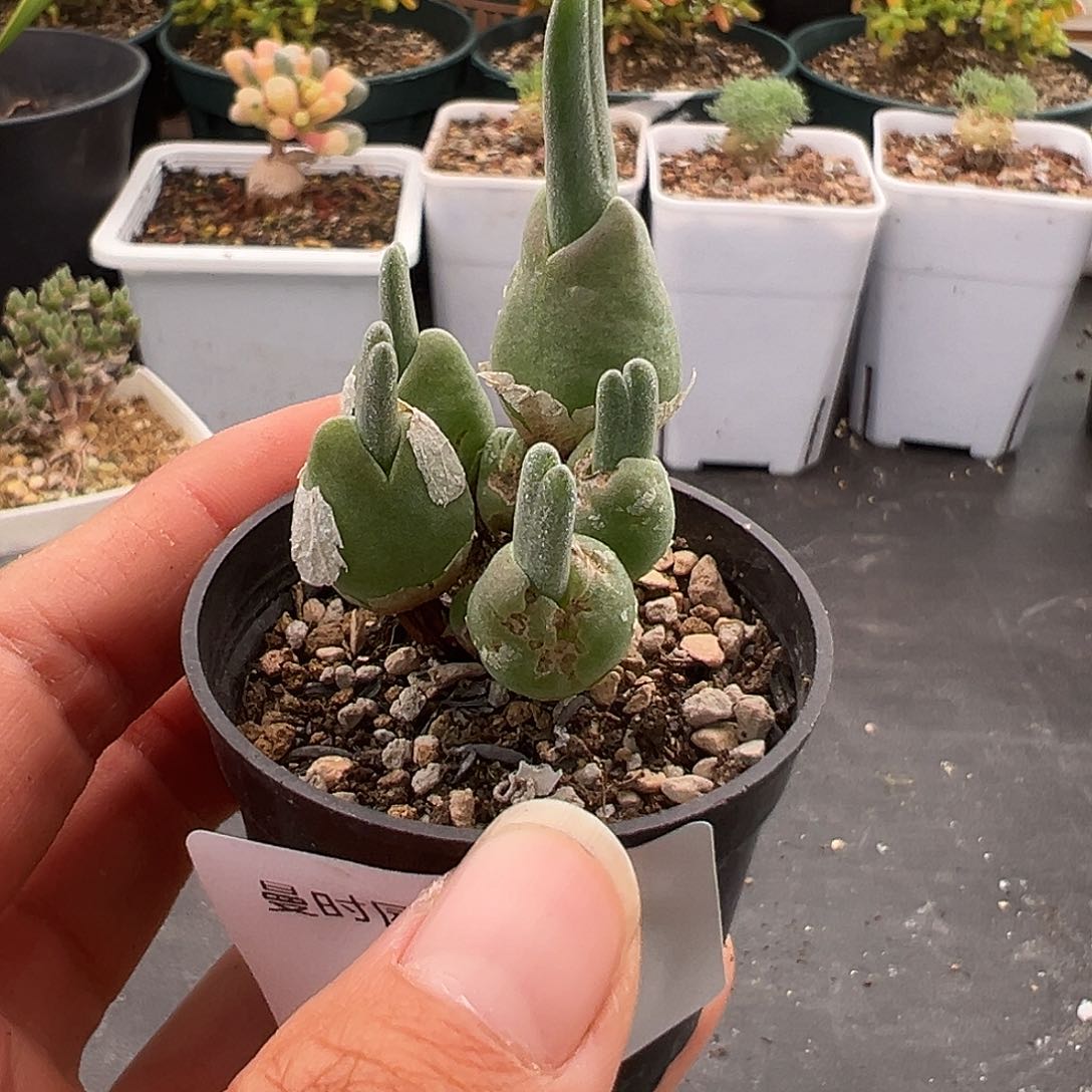 沙****223号哈默兔子12.1多肉