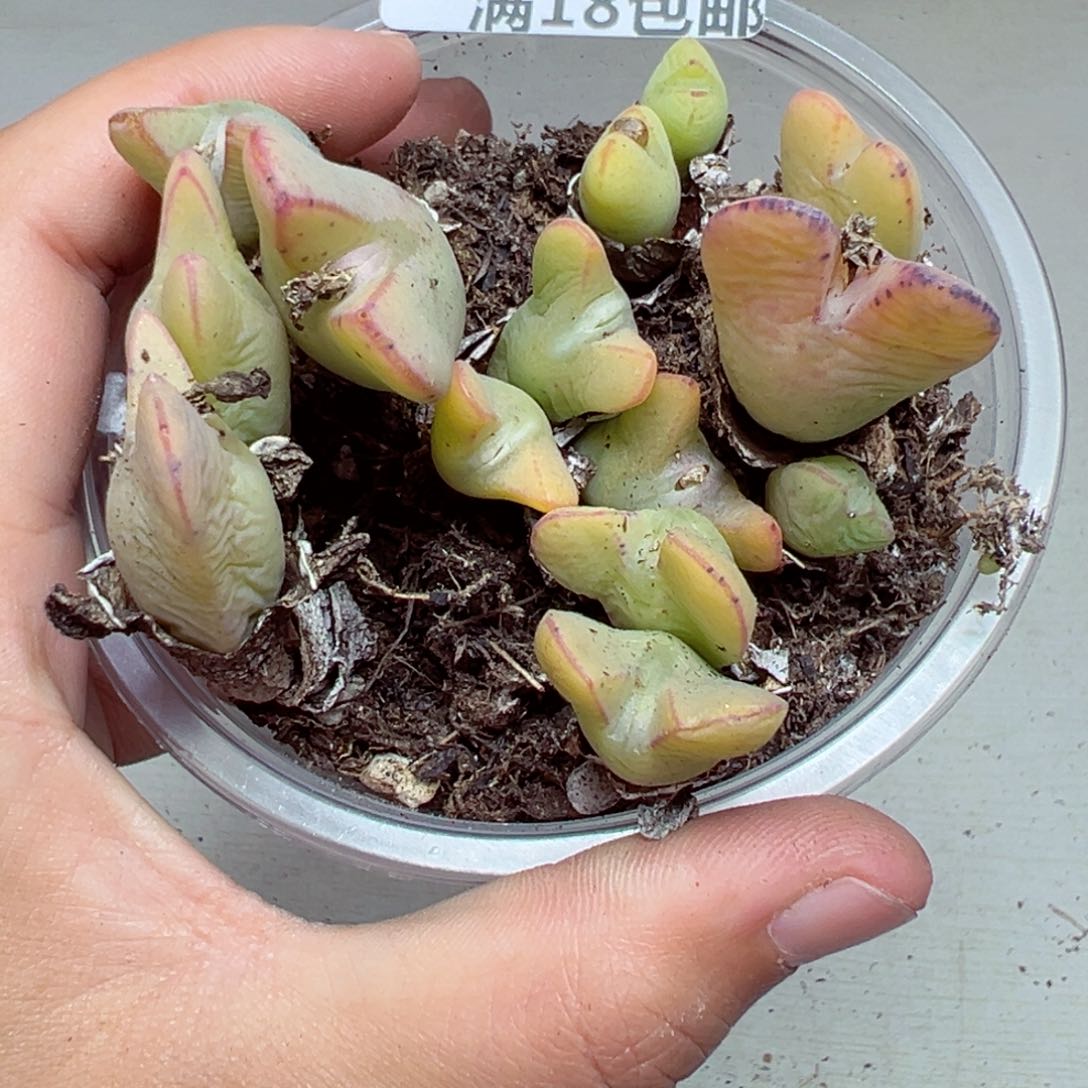 【闪购商品】731……
