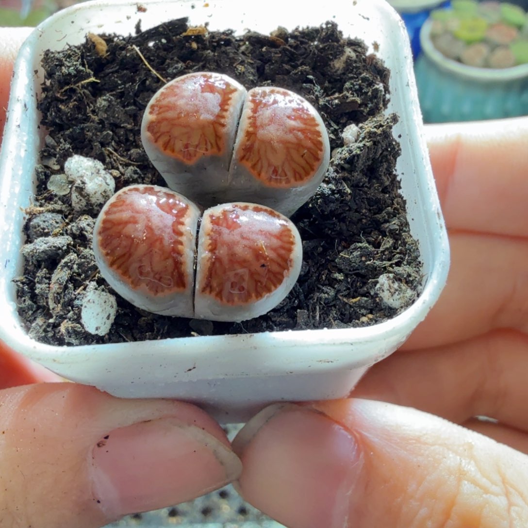多肉植物的生长发育608