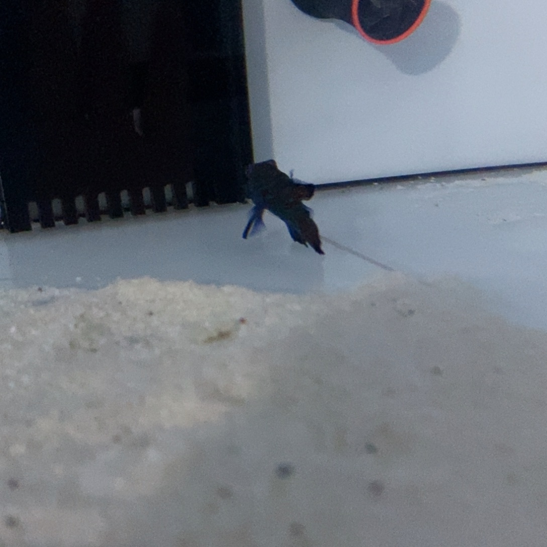 海水鱼海水观赏鱼五彩青蛙5-6