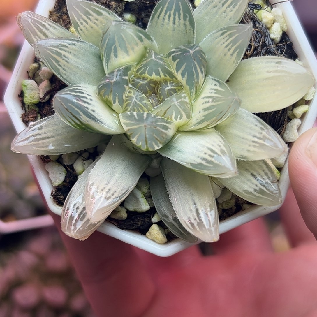 白蛇传体糊斑霓虹灯锦