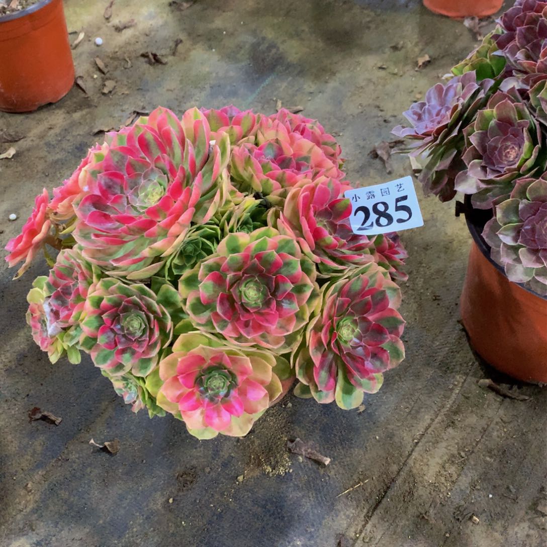 黑*林多肉植物285雨荷8888888