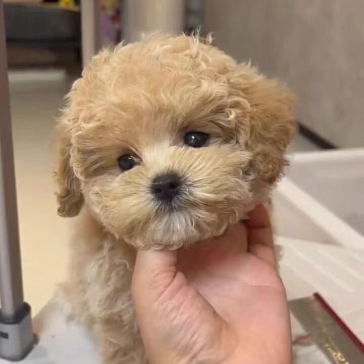 泰迪熊幼犬活体狗狗泰迪比熊犬小型犬