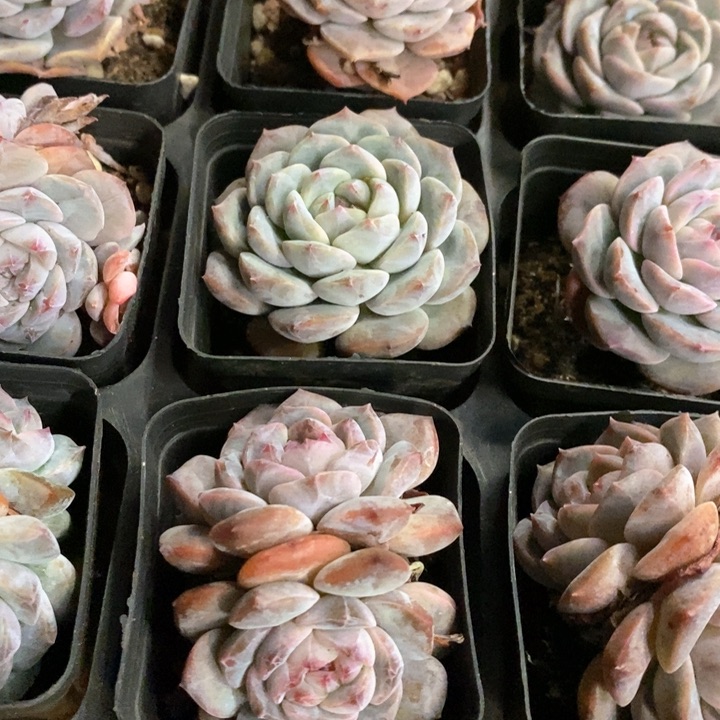 67。冰魄。小单头。