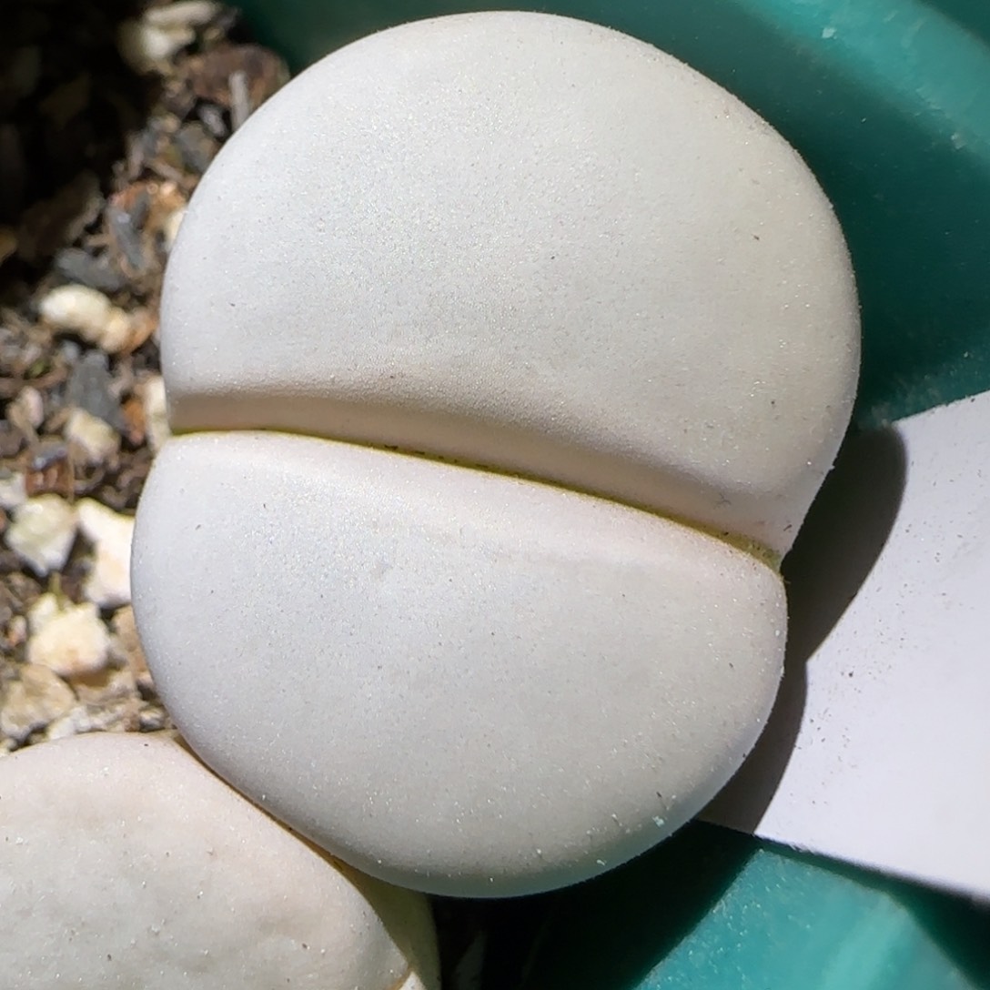 1.16。纯白色白曲，9014