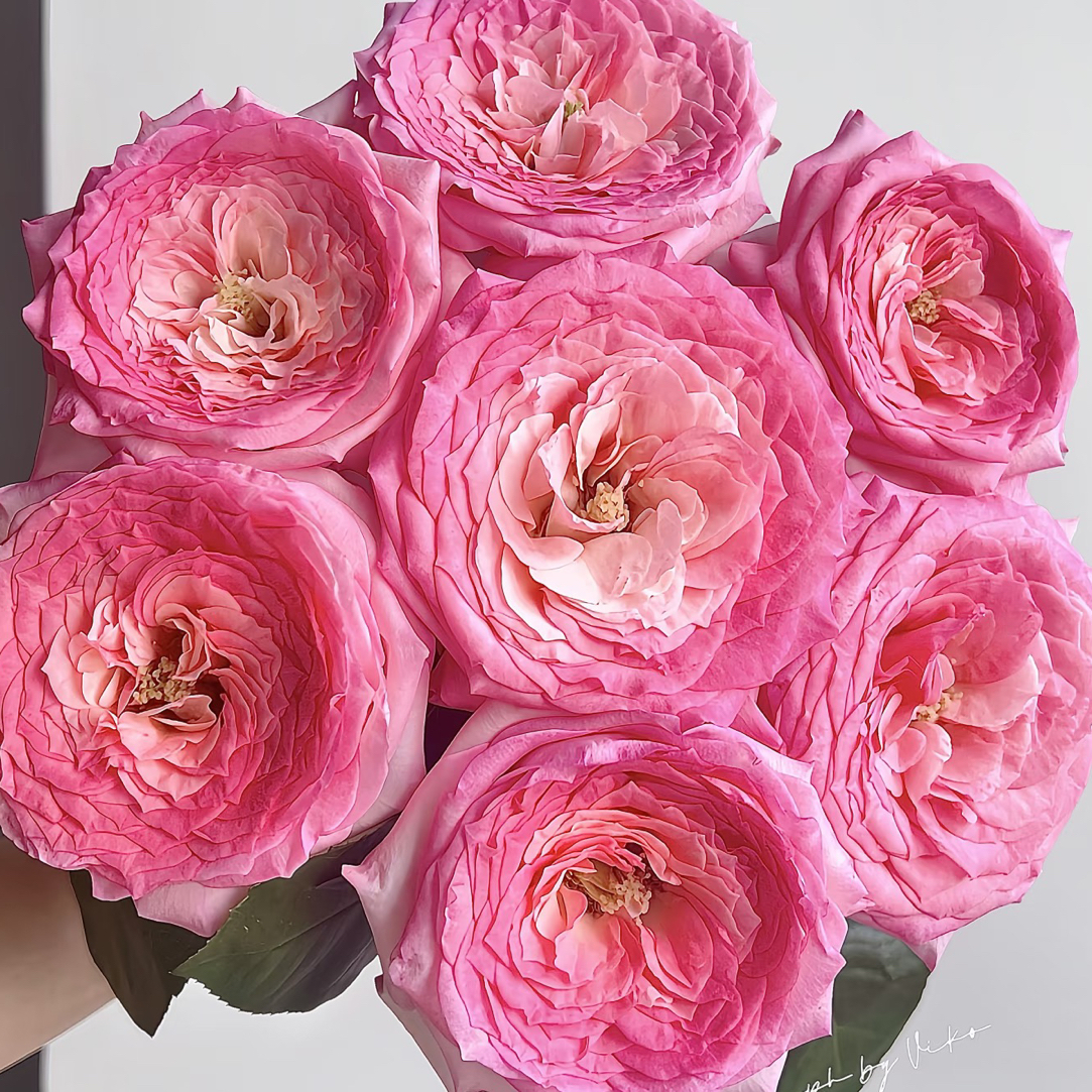 【花甜悦夏优选】禾锦知名粉色单头玫瑰（百分之十不售后2个订单包邮