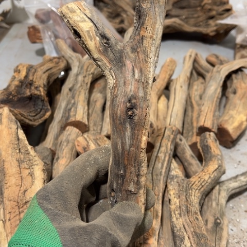 大果紫檀（缅甸花梨）凉