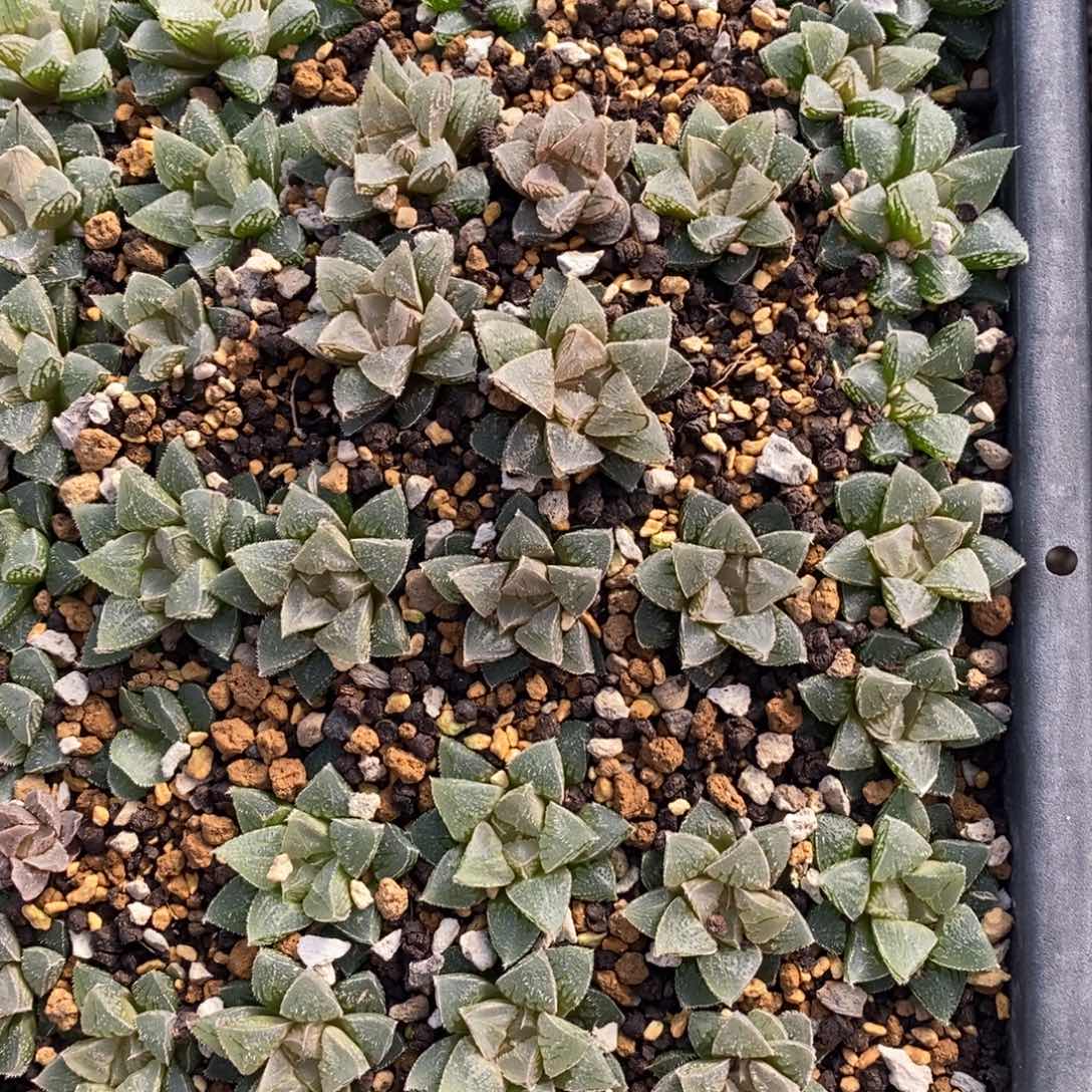 2807 一颗新冰砂糖 做手捧花首选 