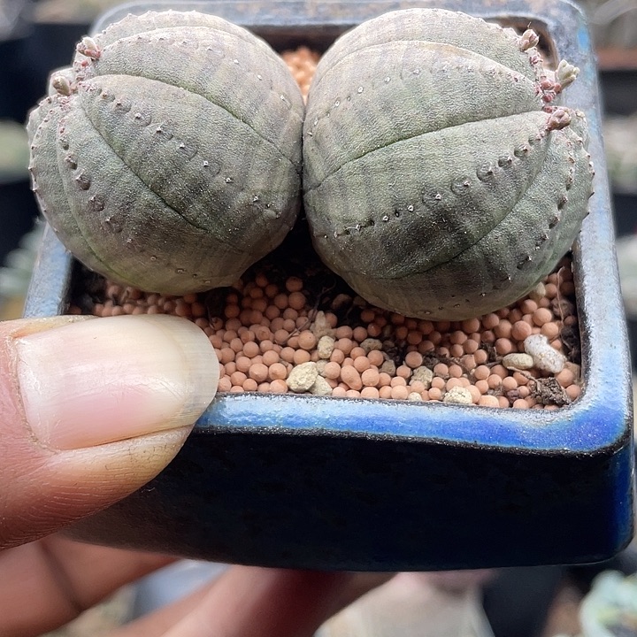 自根根系很好双头欧布布纹球