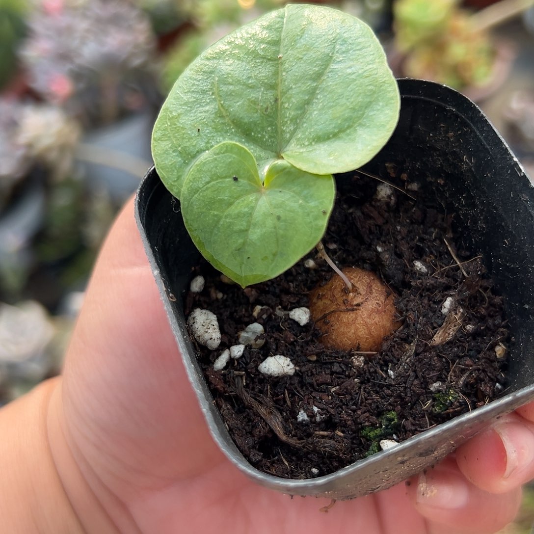 多肉植物龟甲龙多肉