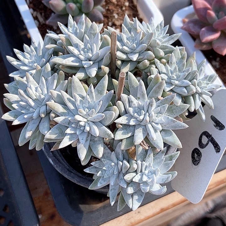 多肉植物白菊160