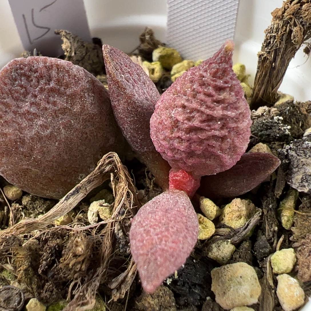 实生底叶苗纹路款多肉植物水泡