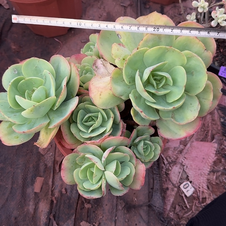 碧桃088 多肉植物一物一拍