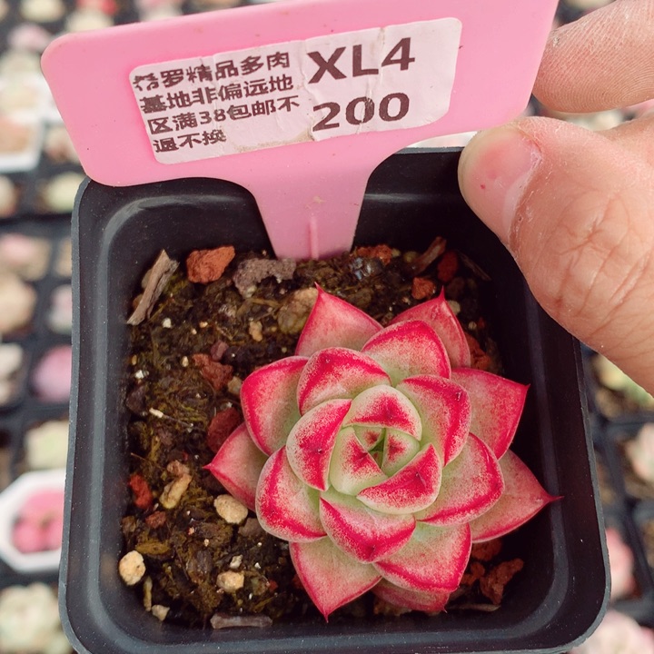 梦幻女王5cm多肉植物