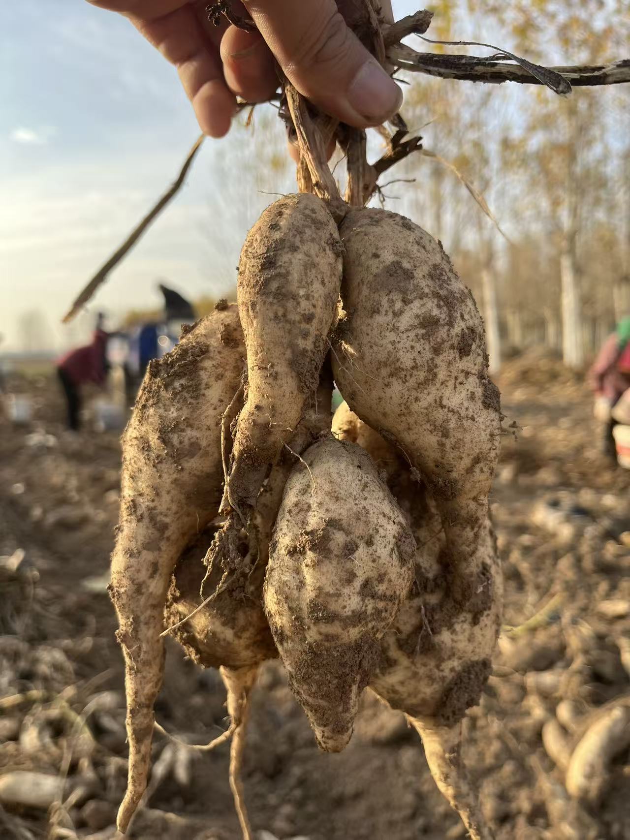 牛奶人参薯软糯干面香甜源头产地现挖白皮白心板栗香低卡高饱腹