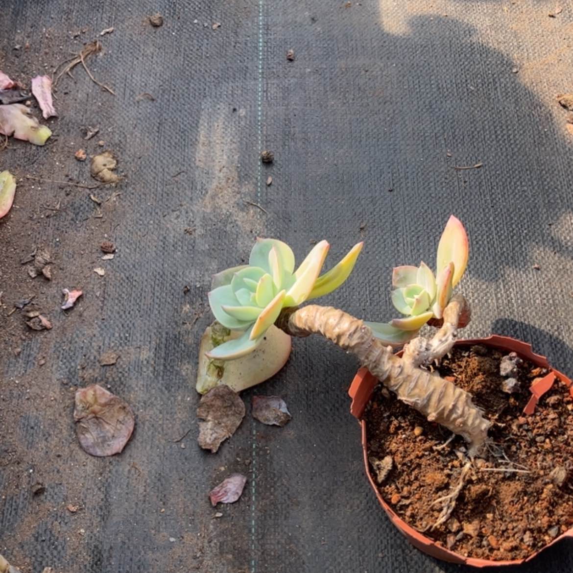 【闪购商品】无花朵红**叶