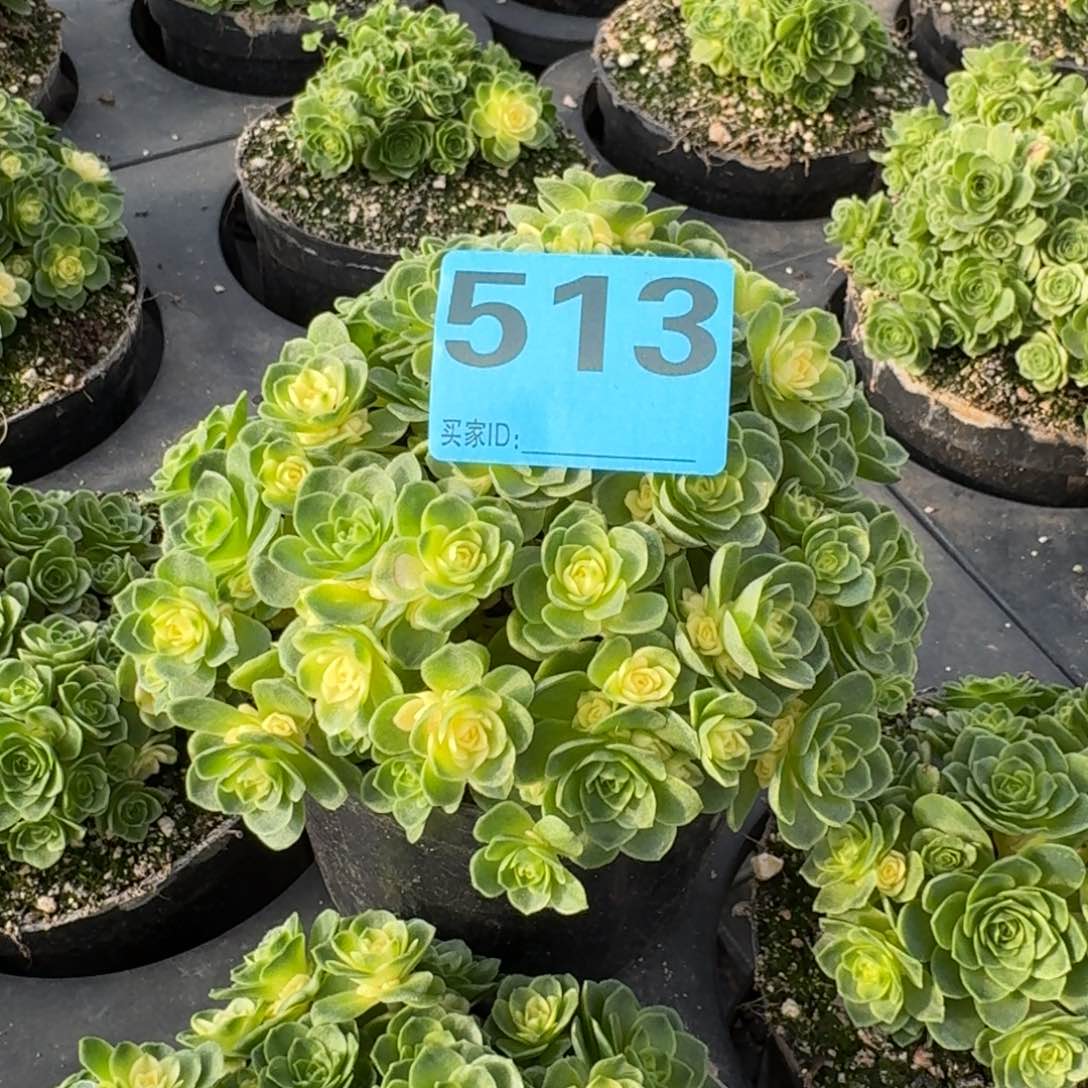 君****?513多肉猫眼玫瑰锦发货