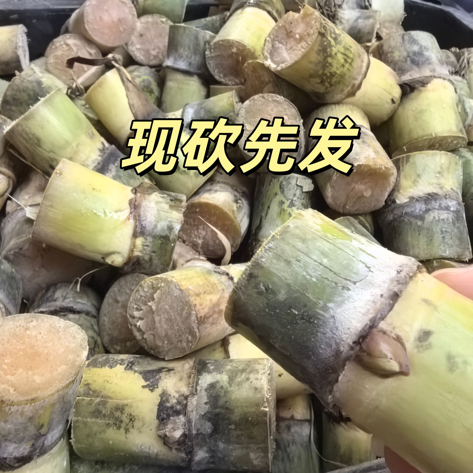 广西黄金甘蔗种苗正宗黑皮甘蔗适合南北方种植阳台庭院可种植