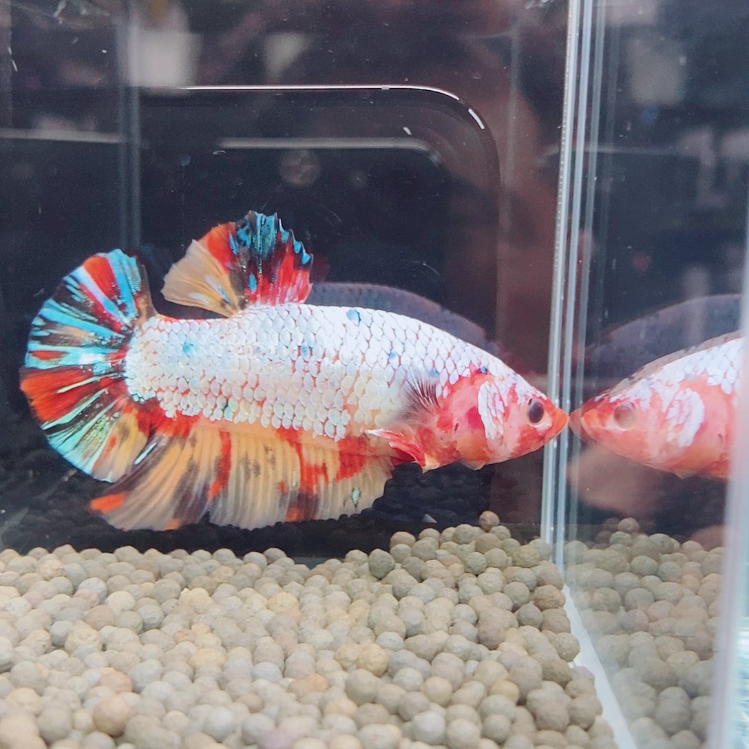 斗鱼青***斌蓝2的a a a a a