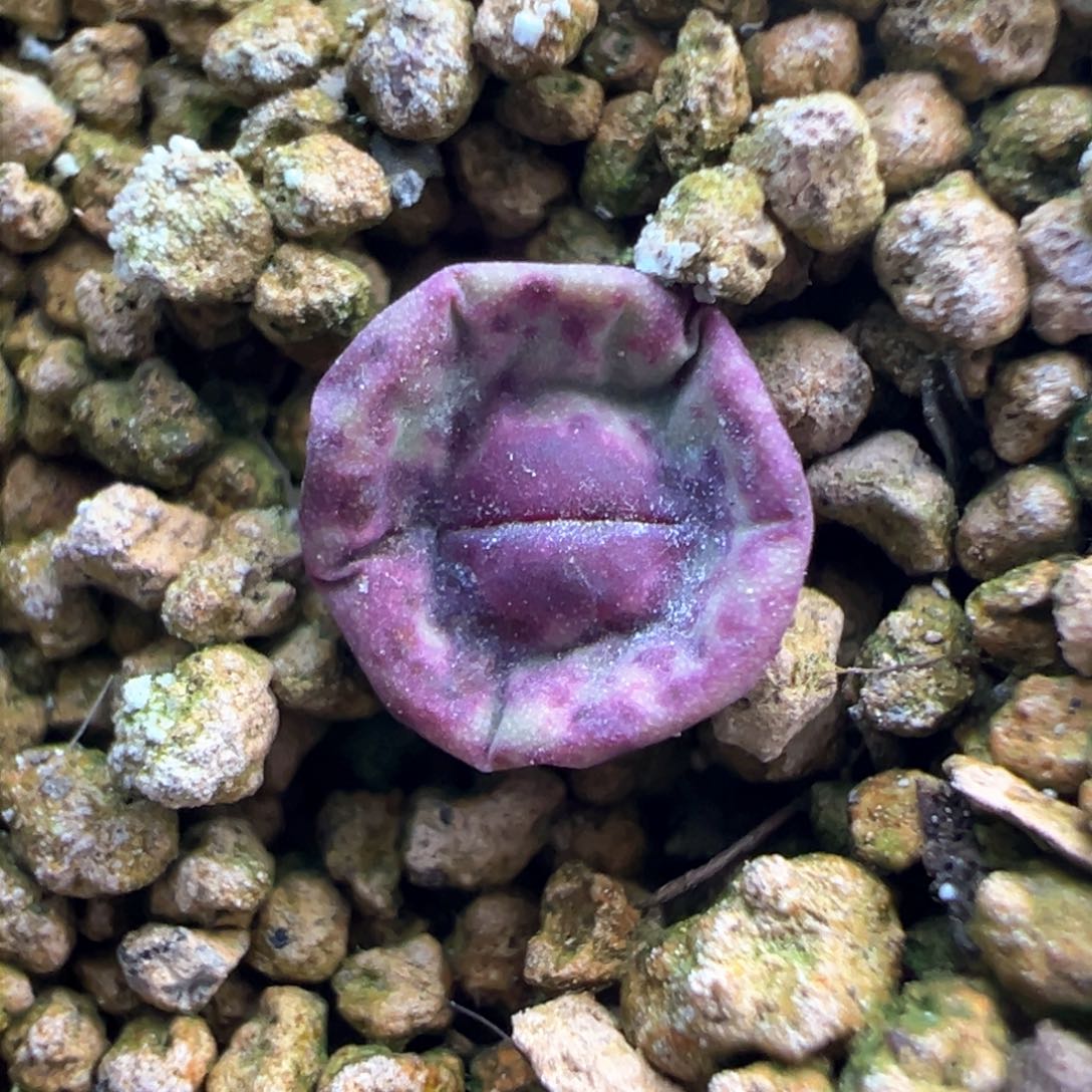 405号大香肠嘴。                