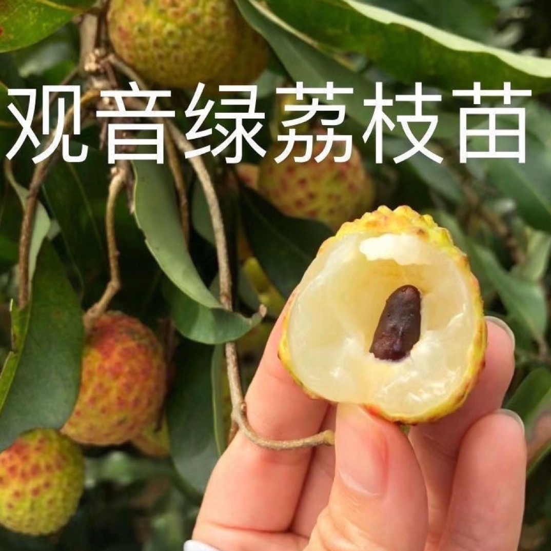 新品（观音绿）荔枝树苗