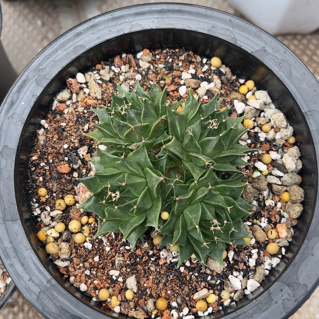 用***3无花朵第灌食生根一颗