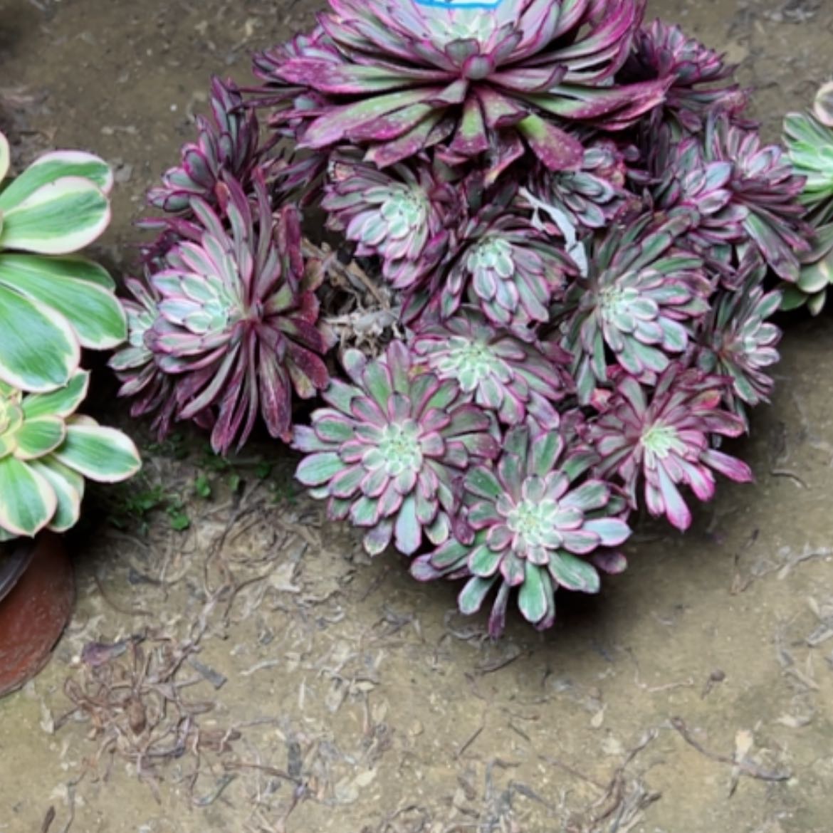 【闪购商品】多肉植物紫霞62