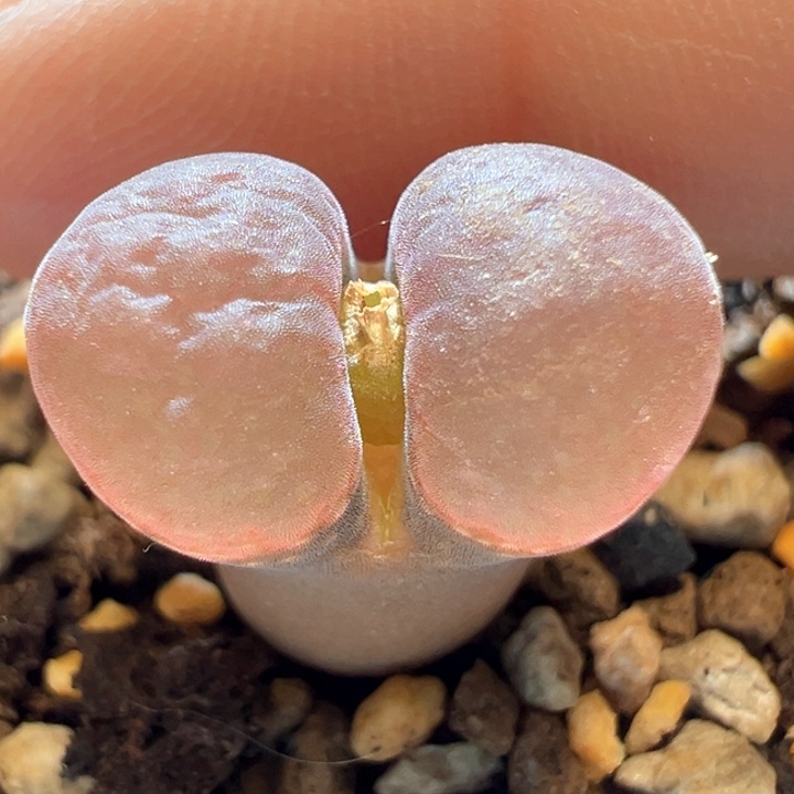 587。青蛙4年pnsp。大翻窗。 云朵窗